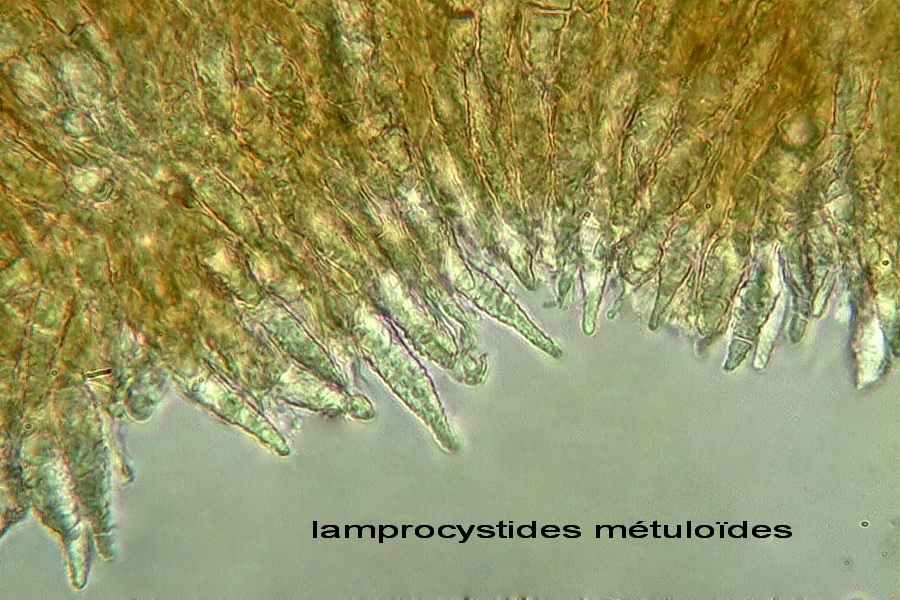 CrostaGrigiastraSuGinepro-foto6168(Peniophora junipericola)